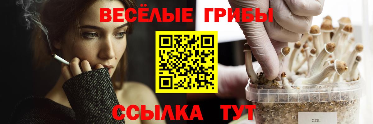 Псилоцибиновые грибы Cubensis  Вход с VPN  Балашов 
